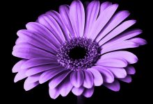 Wallpaper Violet Daisy Flower