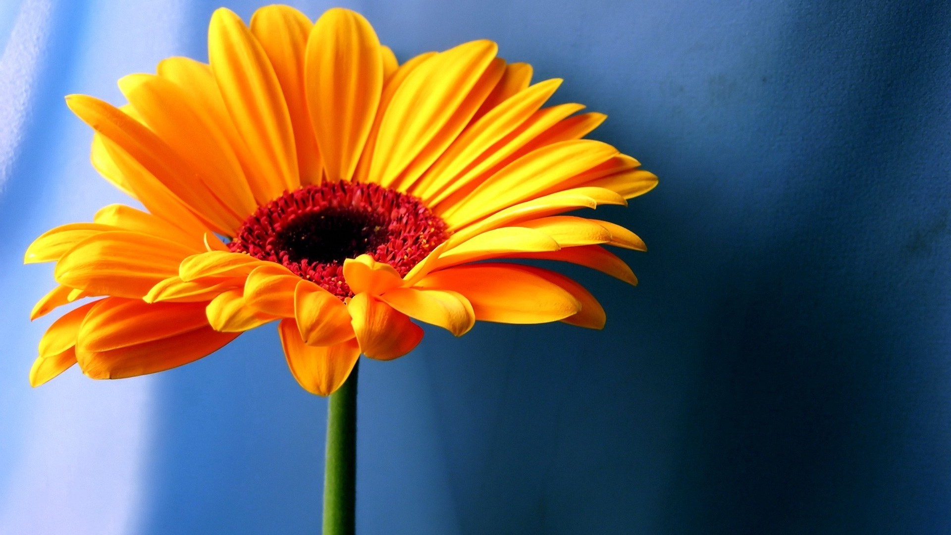 Yellow Flower Wallpaper 1920x1080