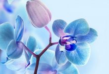 3D Flower HD Wallpapers For Mobile