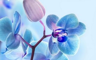 3D Flower Phone Backgrounds | 2021 Cute Wallpapers