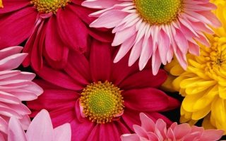 Flower iPhone Wallpaper HD Resolution 1080x1920