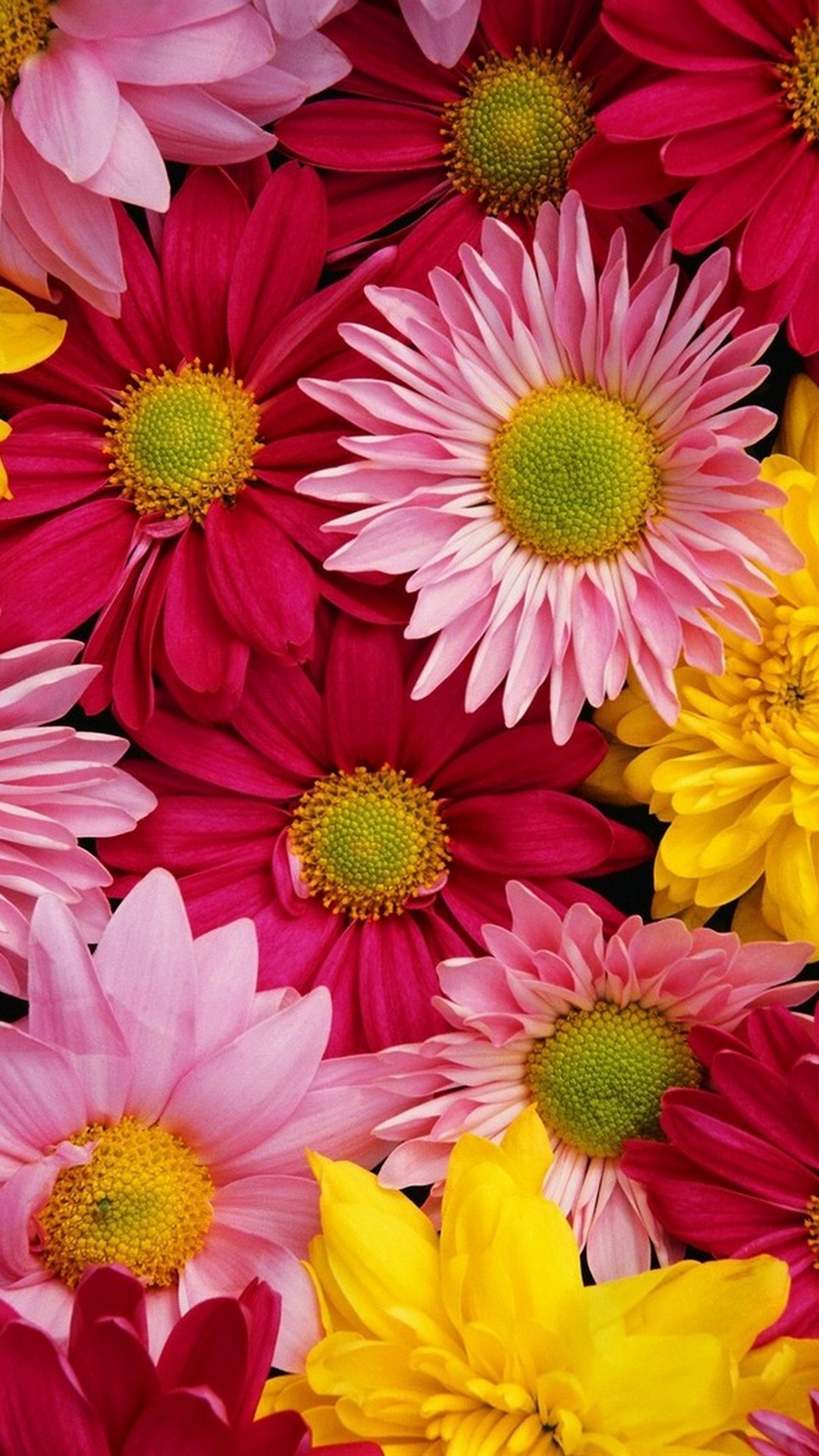 Summer Flowers Screensavers and Wallpaper - WallpaperSafari