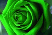 Green Rose Mobile Wallpaper