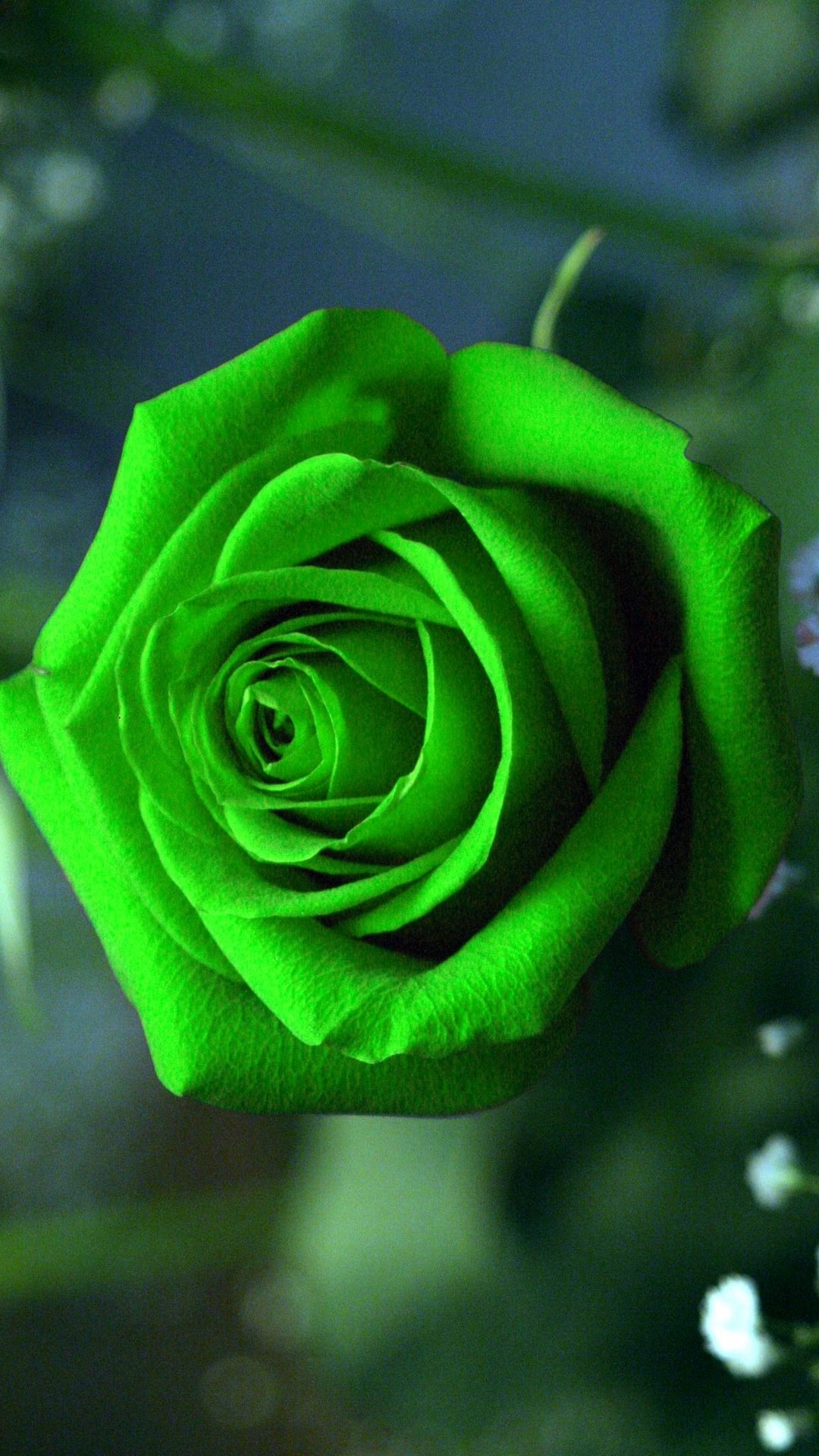 Green Rose Mobile Wallpaper 1080x1920