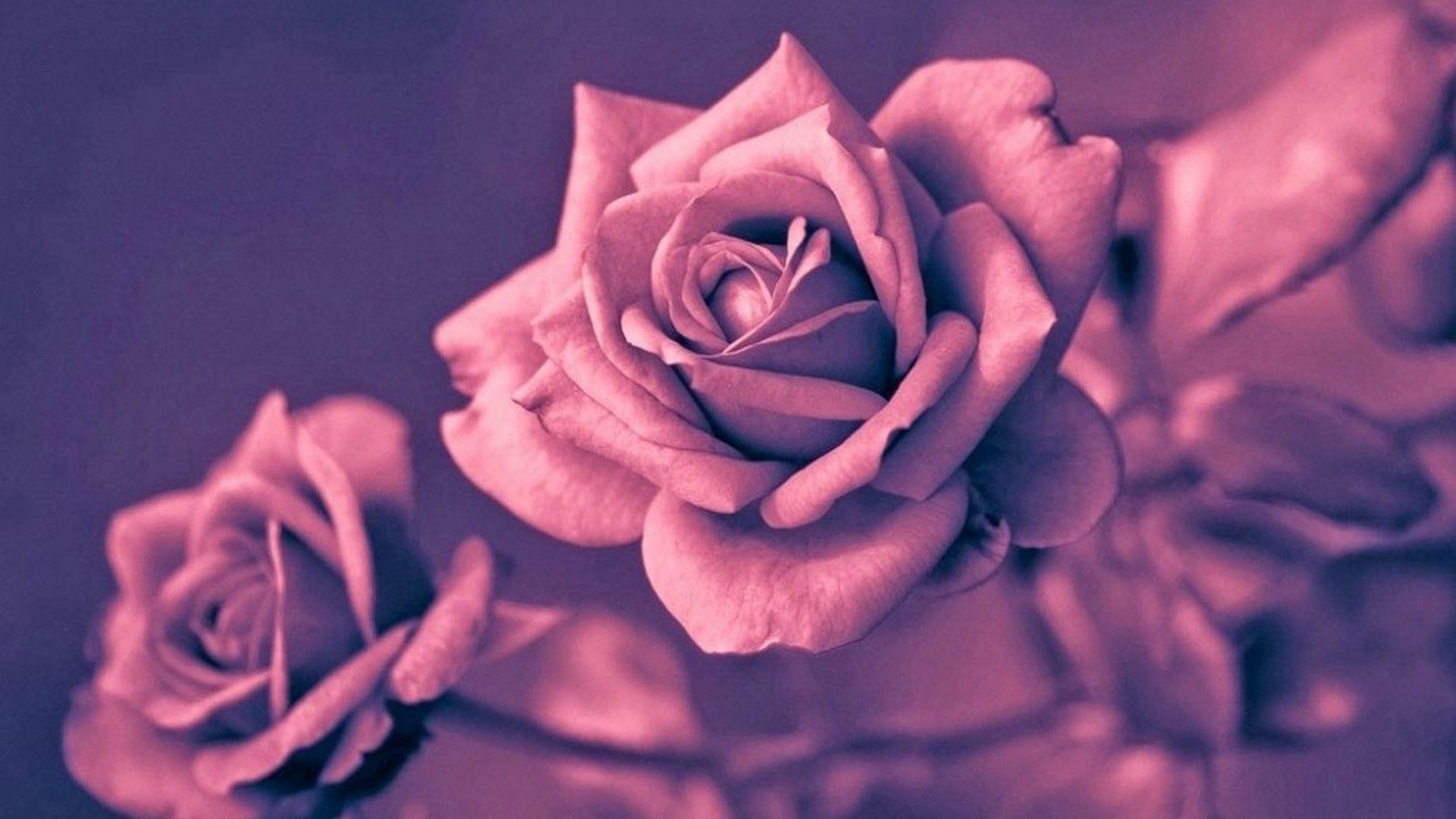 18+ Rose Wallpaper Hd Cute, Trend Terbaru!