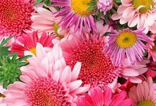 Pink Flower Background For Android