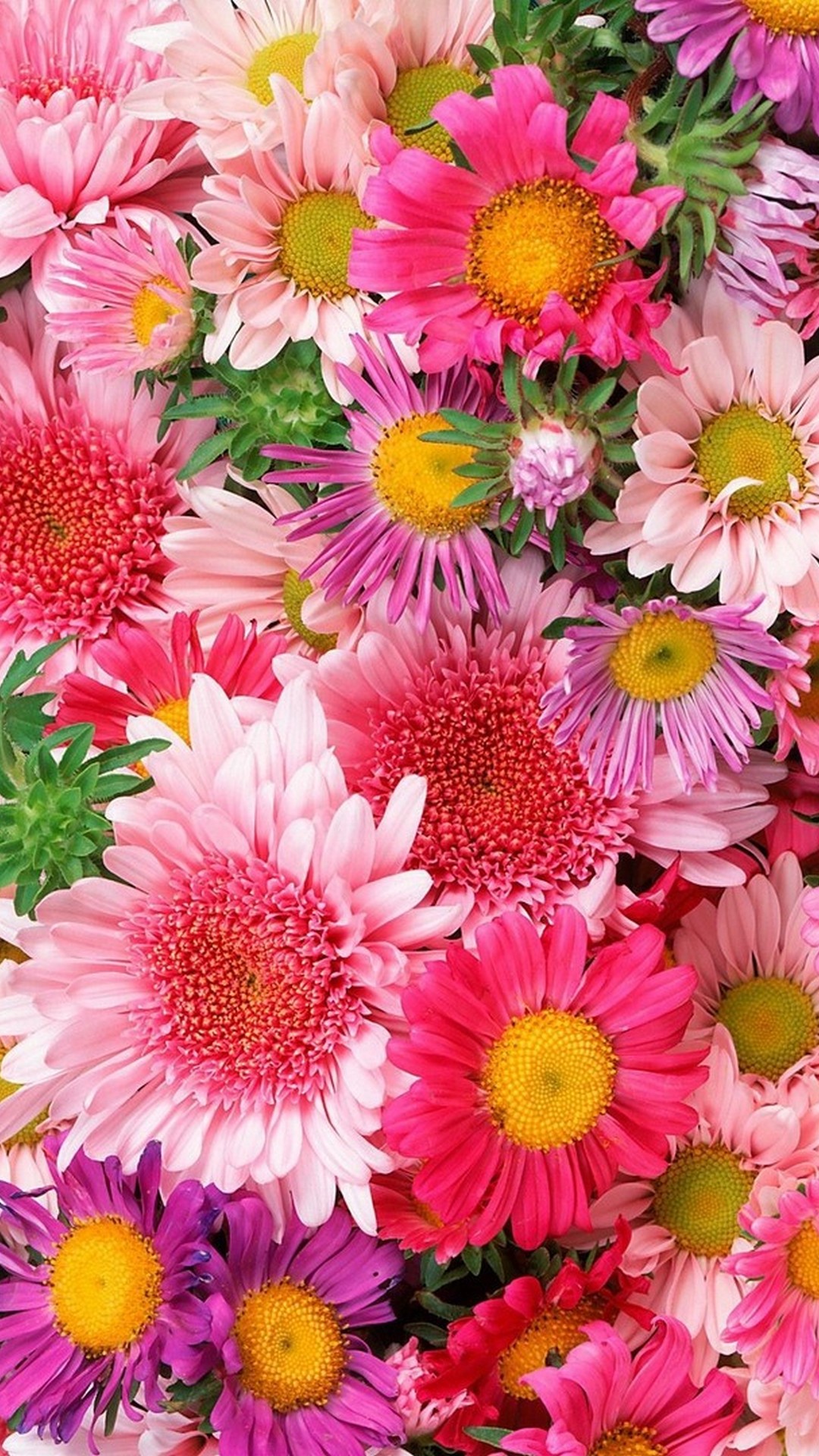 Pink Flower Background For Android Resolution 1080x1920