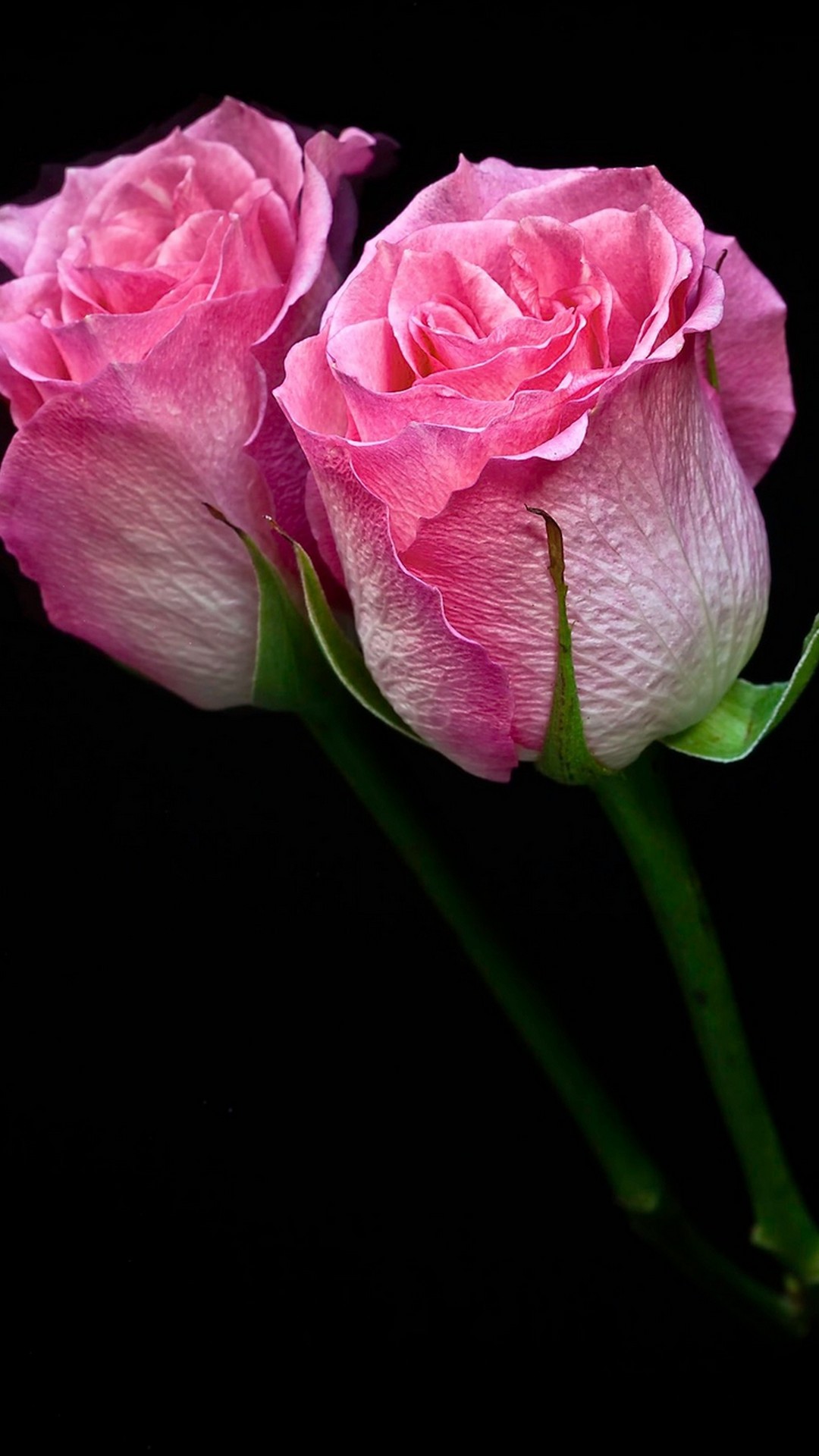 Pink Flower Wallpaper For Mobile Android Resolution 1080x1920
