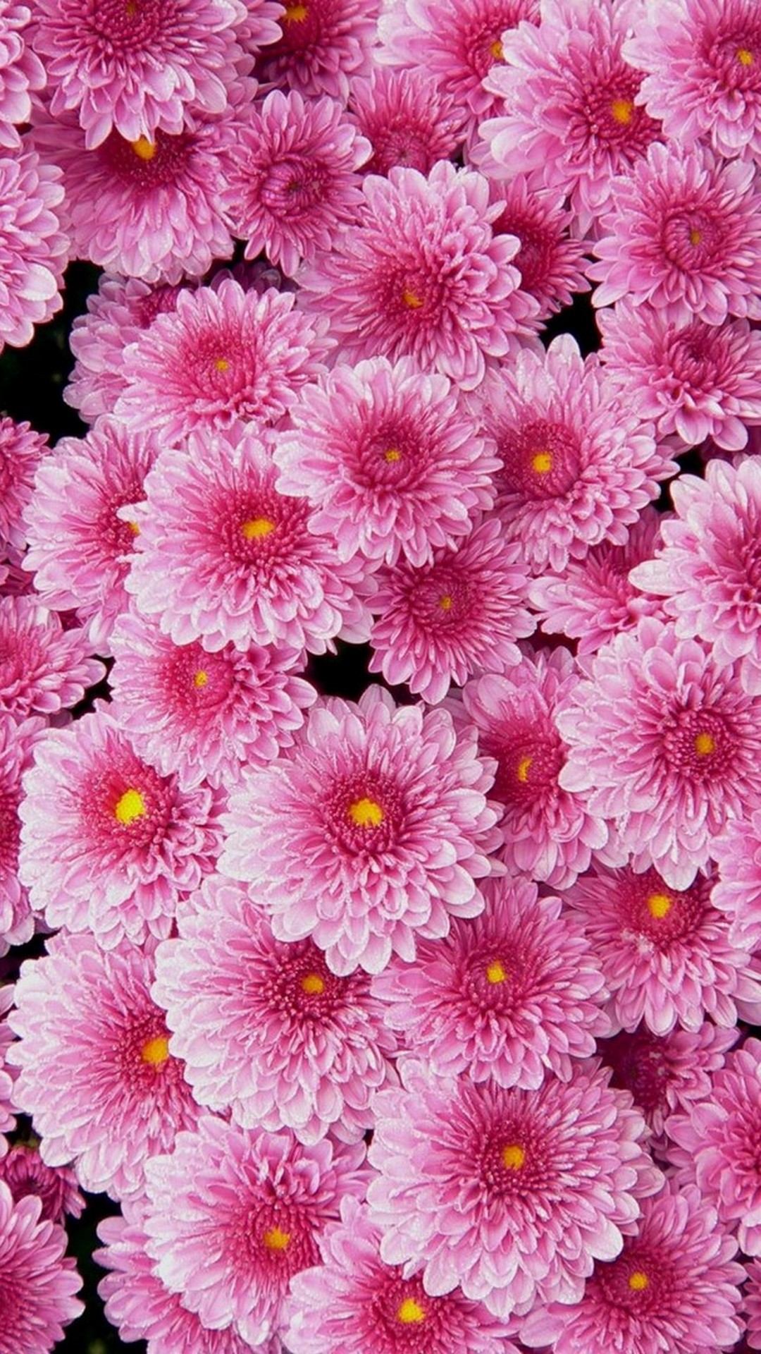 Pink Flower Wallpaper For Phone Resolution 1080x1920
