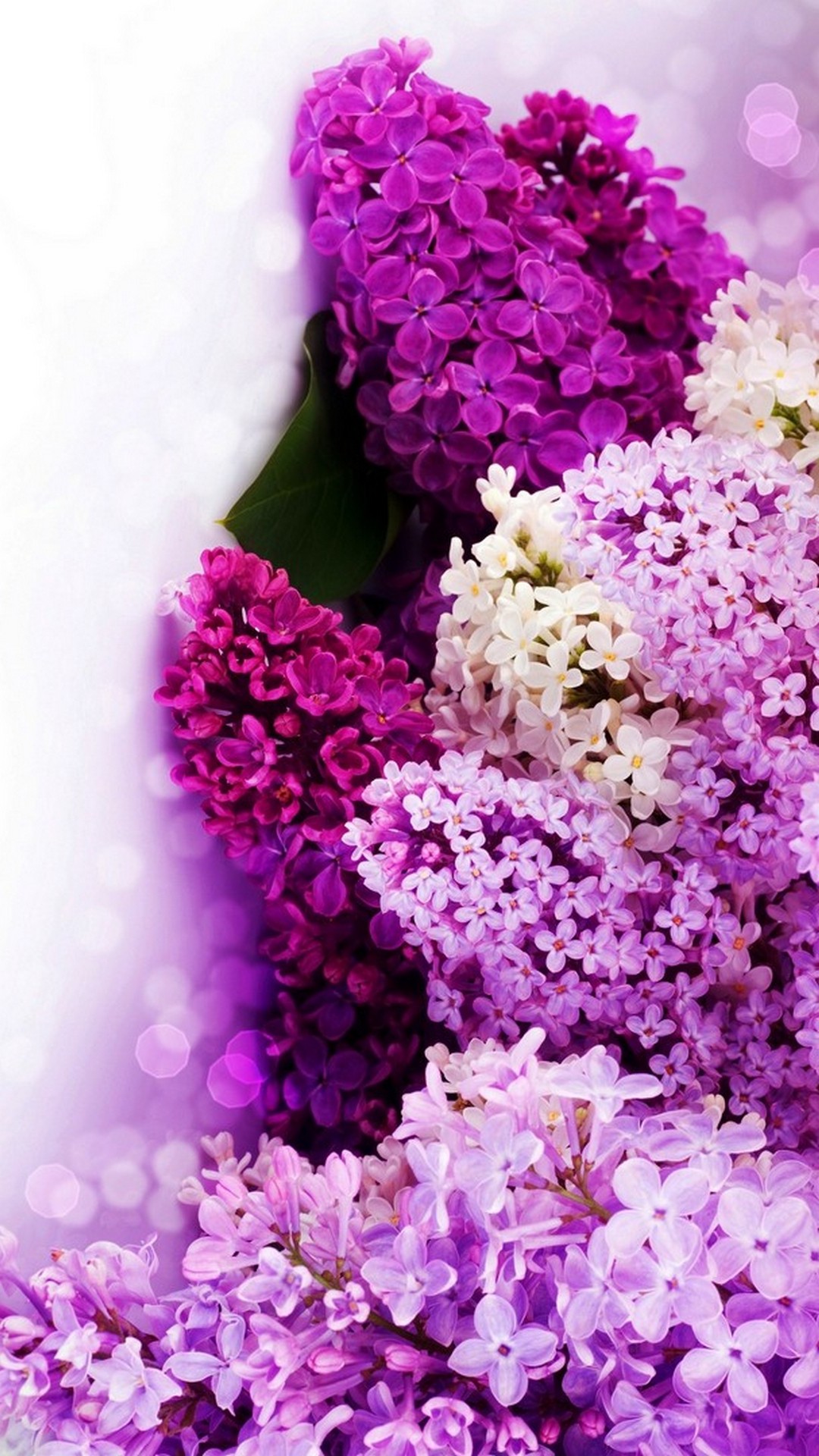 Purple Flowers Background For Android | 2021 Cute Wallpapers