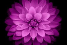 Purple Flowers Cellphone Wallpaper
