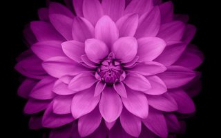 Purple Flowers Cellphone Wallpaper Resolution 1080x1920