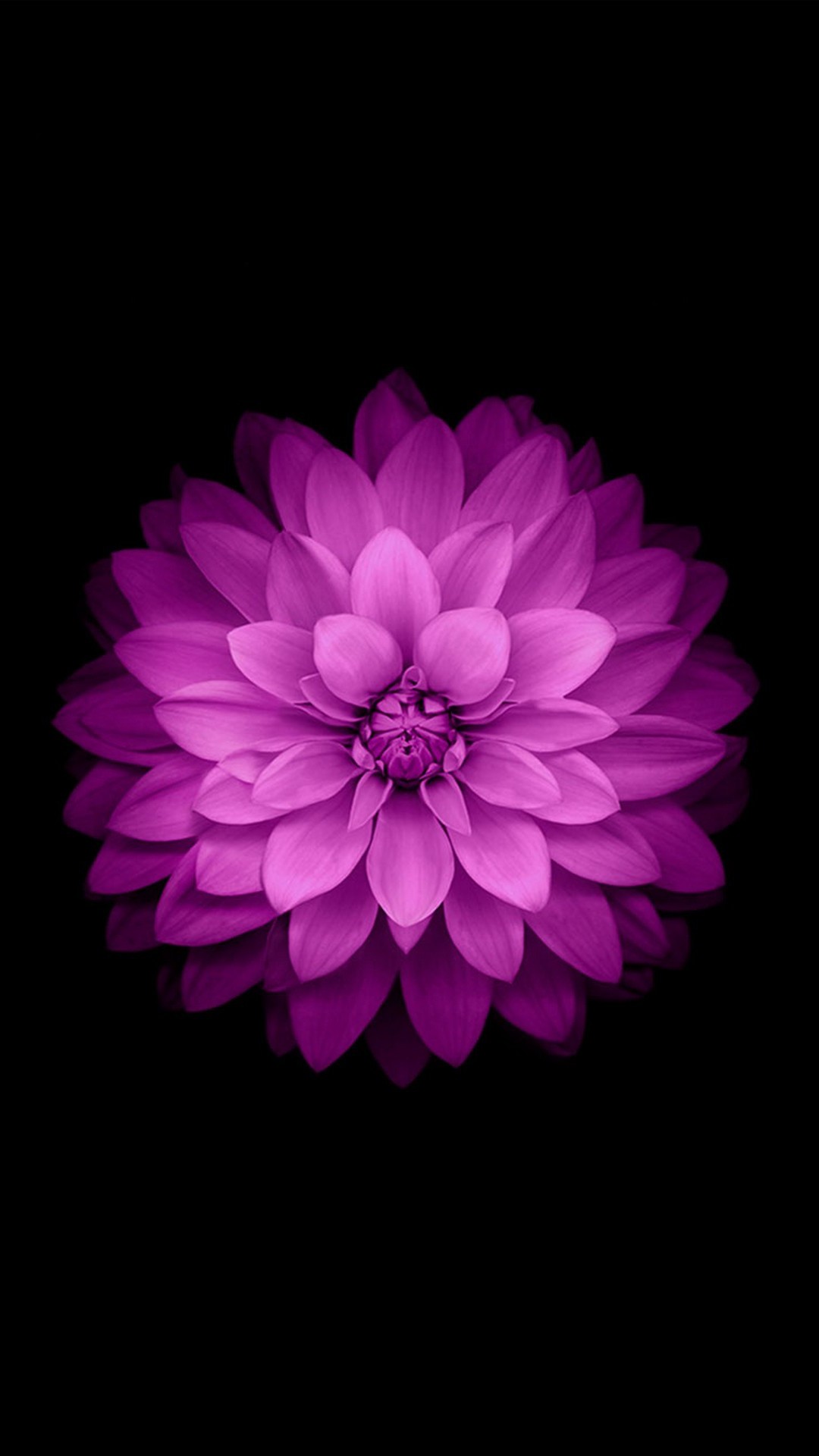 Purple Flowers Cellphone Wallpaper Resolution 1080x1920