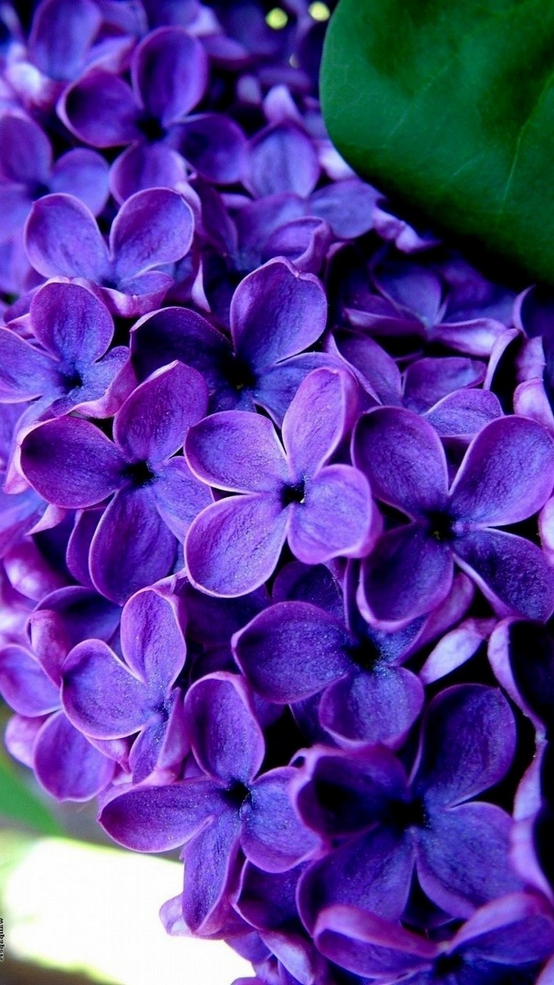 Purple Flowers Mobile Wallpaper HD Resolution 1080x1920