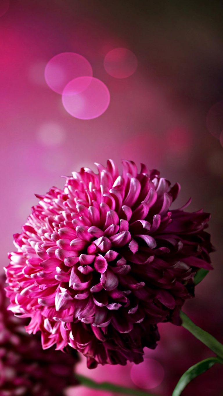 Purple Flowers Wallpaper For Phone Cute Wallpapers 2022   Purple Flowers Wallpaper For Phone 768x1365 