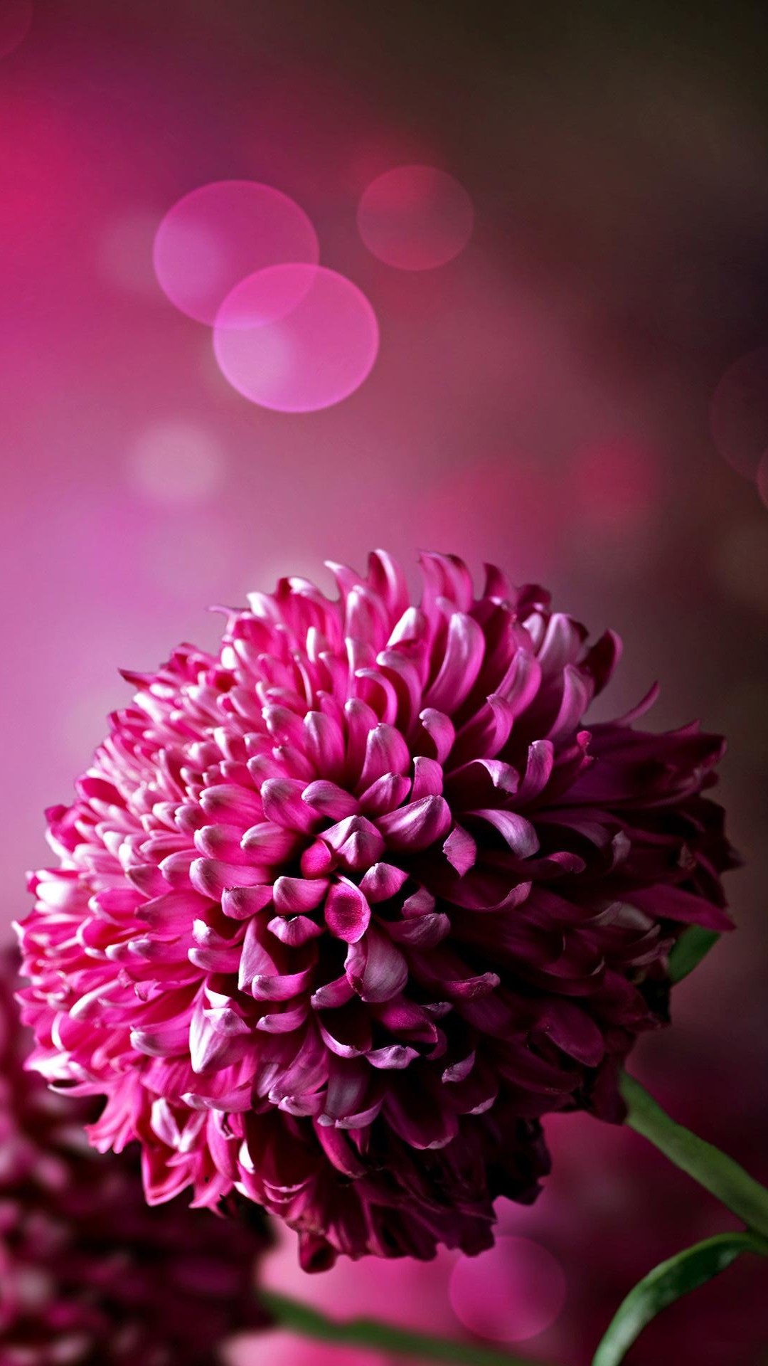 Purple Flowers Wallpaper For Phone | 2020 Cute Wallpapers