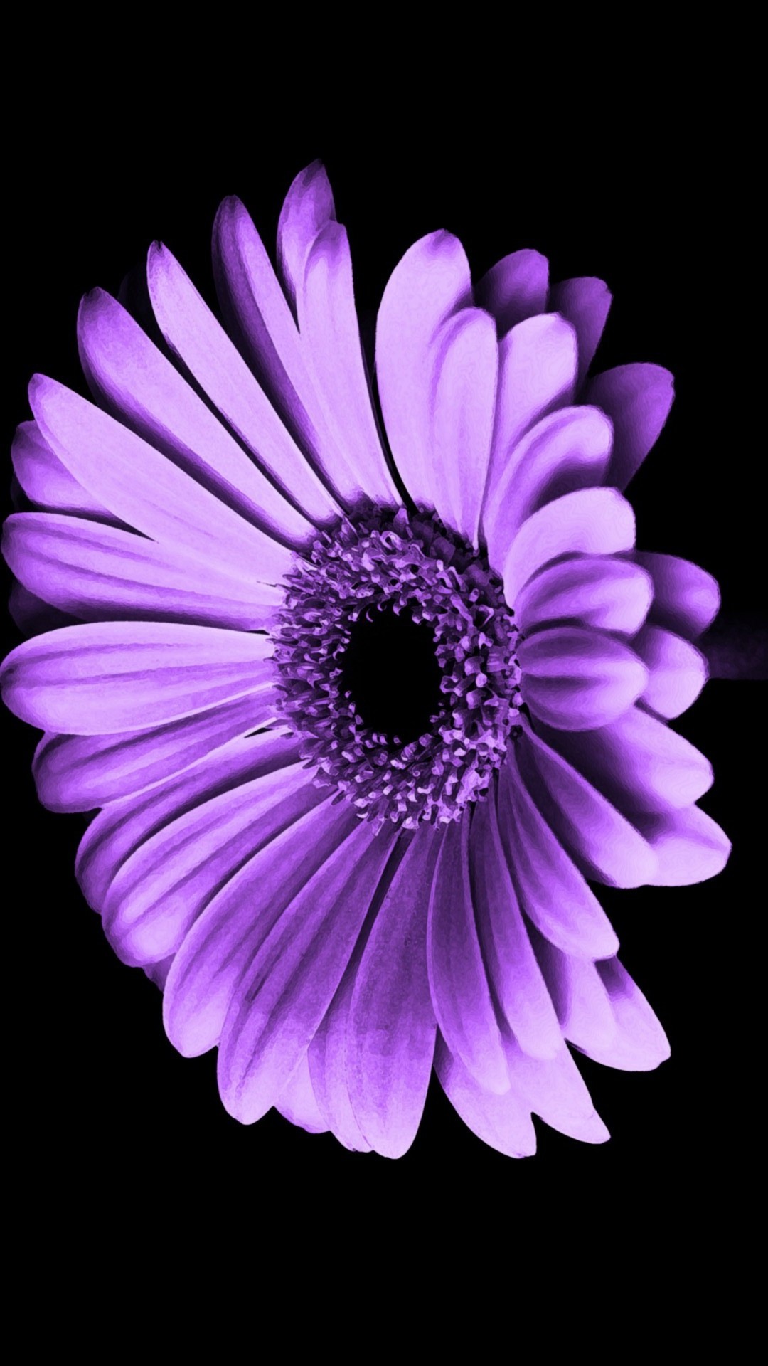 Purple Flowers iPhone Wallpaper HD Resolution 1080x1920