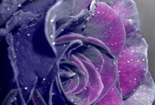 Purple Rose Wallpaper iPhone