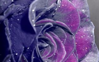 Purple Rose Wallpaper iPhone Resolution 1080x1920