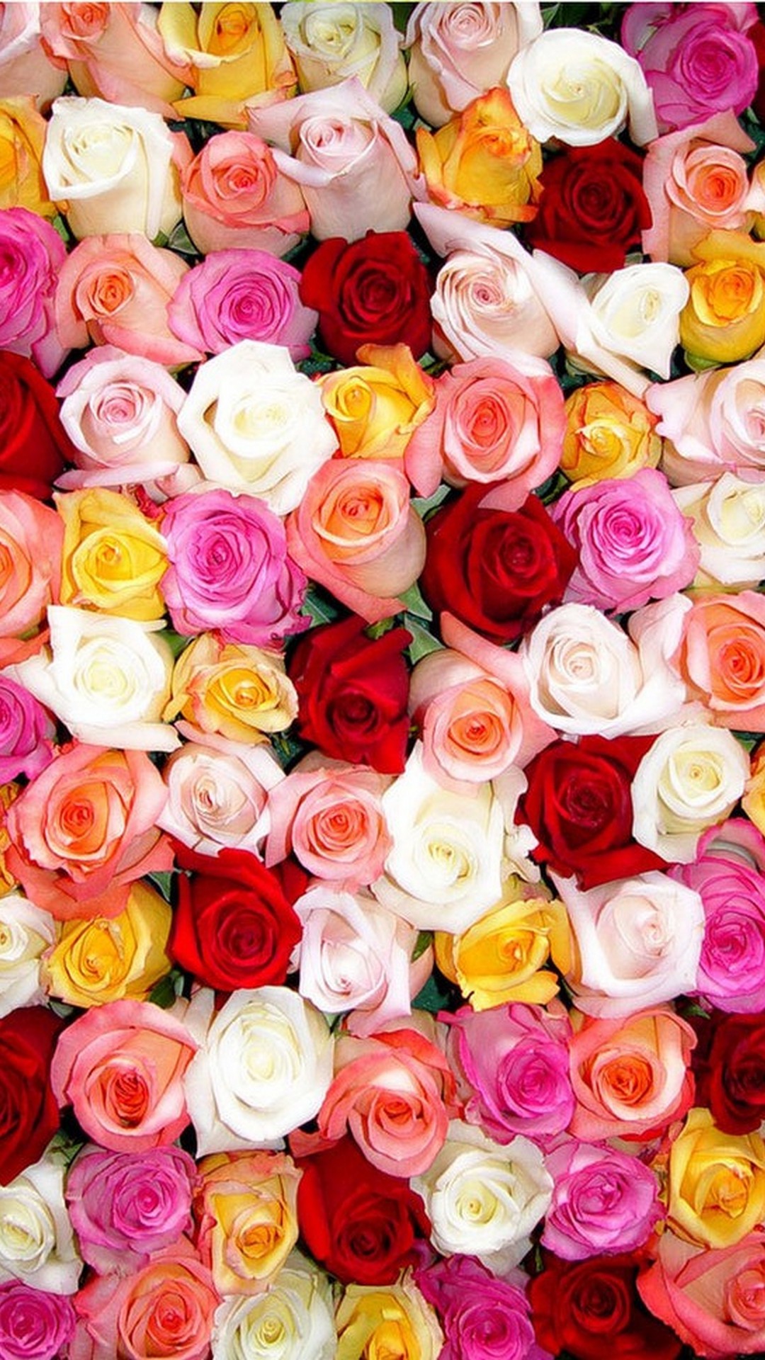 23+ View Rose Hd Background Images - Complete Background Collection