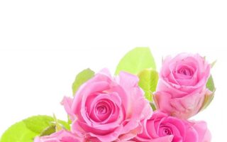 Wallpaper Pink Flower Mobile Resolution 1080x1920