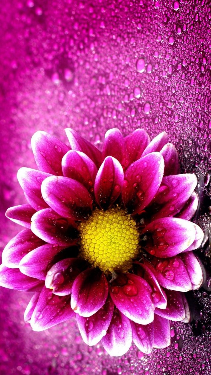 Wallpaper Purple Flowers Mobile ~ Cute Wallpapers 2022