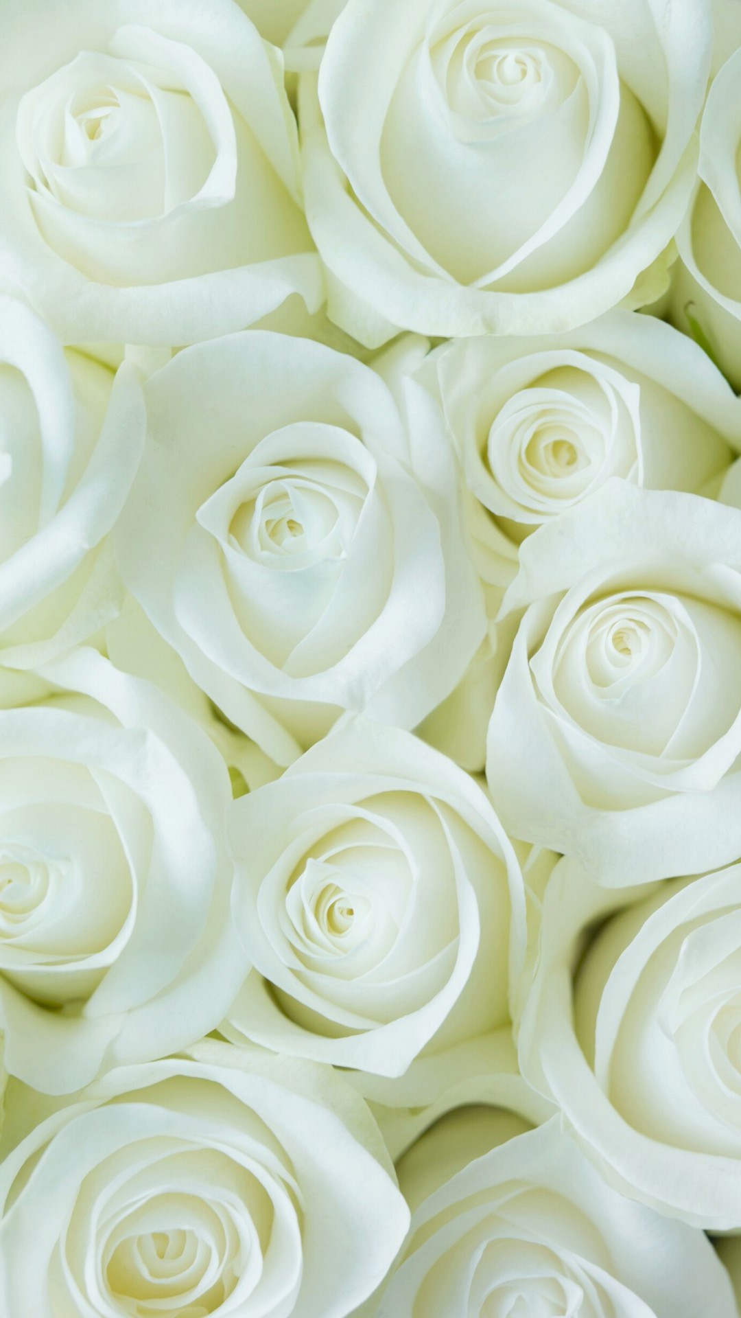 White Flower Wallpaper For Mobile Android ~ Cute Wallpapers 2022