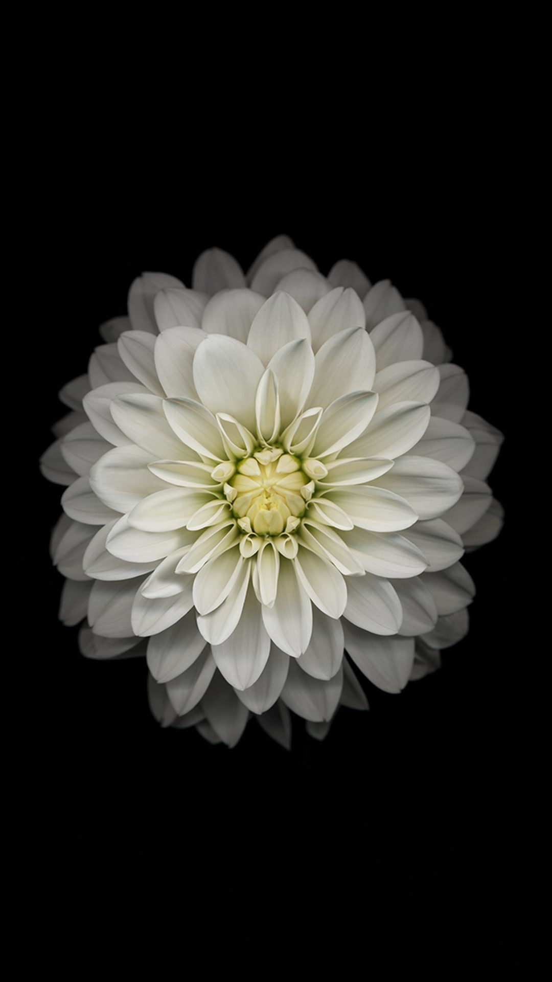 White Flower Wallpaper For Phone 1080x1920