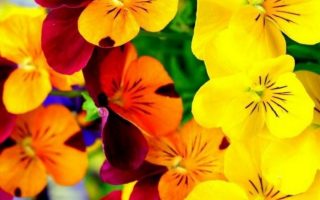 iPhone Wallpaper HD Cute Flower Resolution 1080x1920