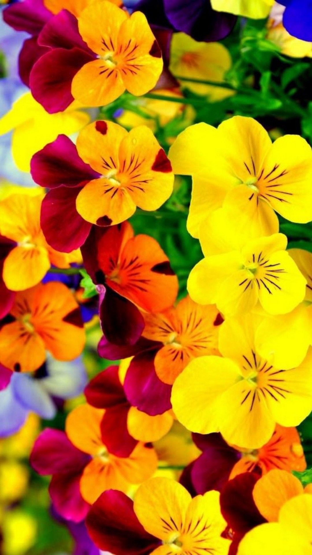 iPhone Wallpaper HD Cute Flower 1080x1920