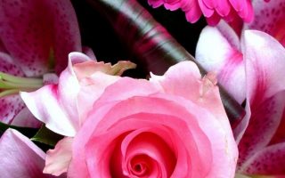 iPhone Wallpaper HD Pink Flower Resolution 1080x1920