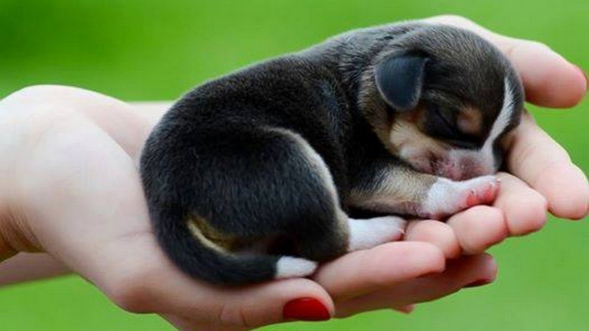 Best Cute Puppies Wallpaper 1920x1080