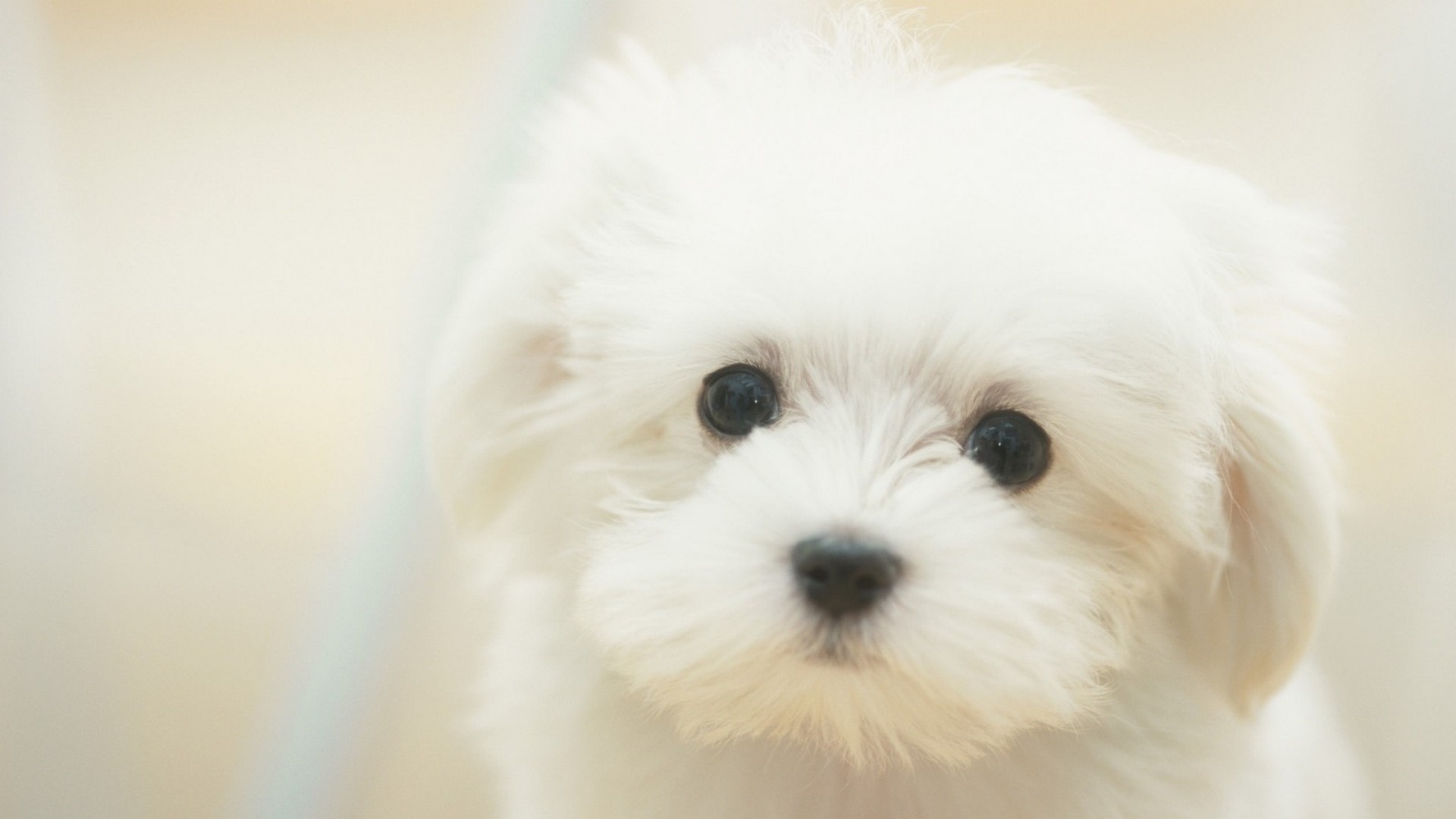 Best Puppy Wallpaper 1920x1080