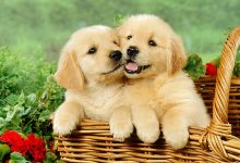 Cute Puppies Desktop Backgrounds HD
