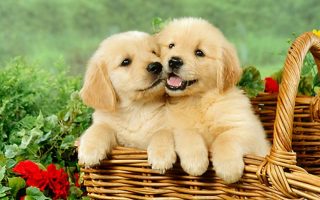 Cute Puppies Desktop Backgrounds HD Resolution 1920x1080
