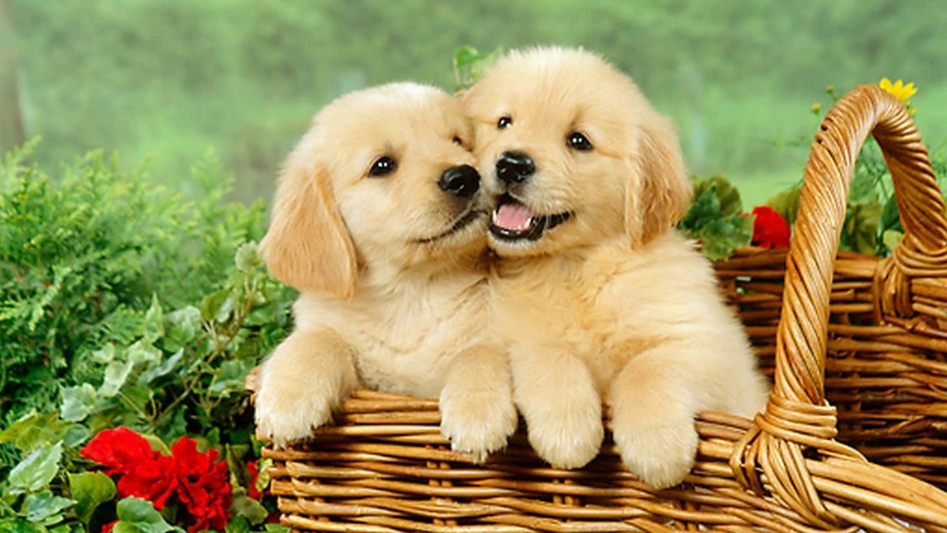 Cute Puppies Desktop Backgrounds HD 1920x1080
