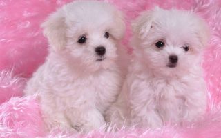 Cute Puppies Desktop Wallpaper Resolution 1920x1080