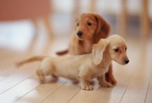 Cute Puppies Pictures Desktop Wallpaper