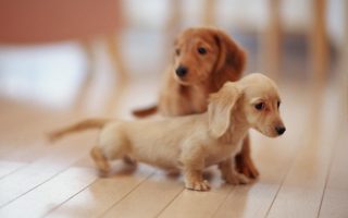 Cute Puppies Pictures Desktop Wallpaper Resolution 1920x1080
