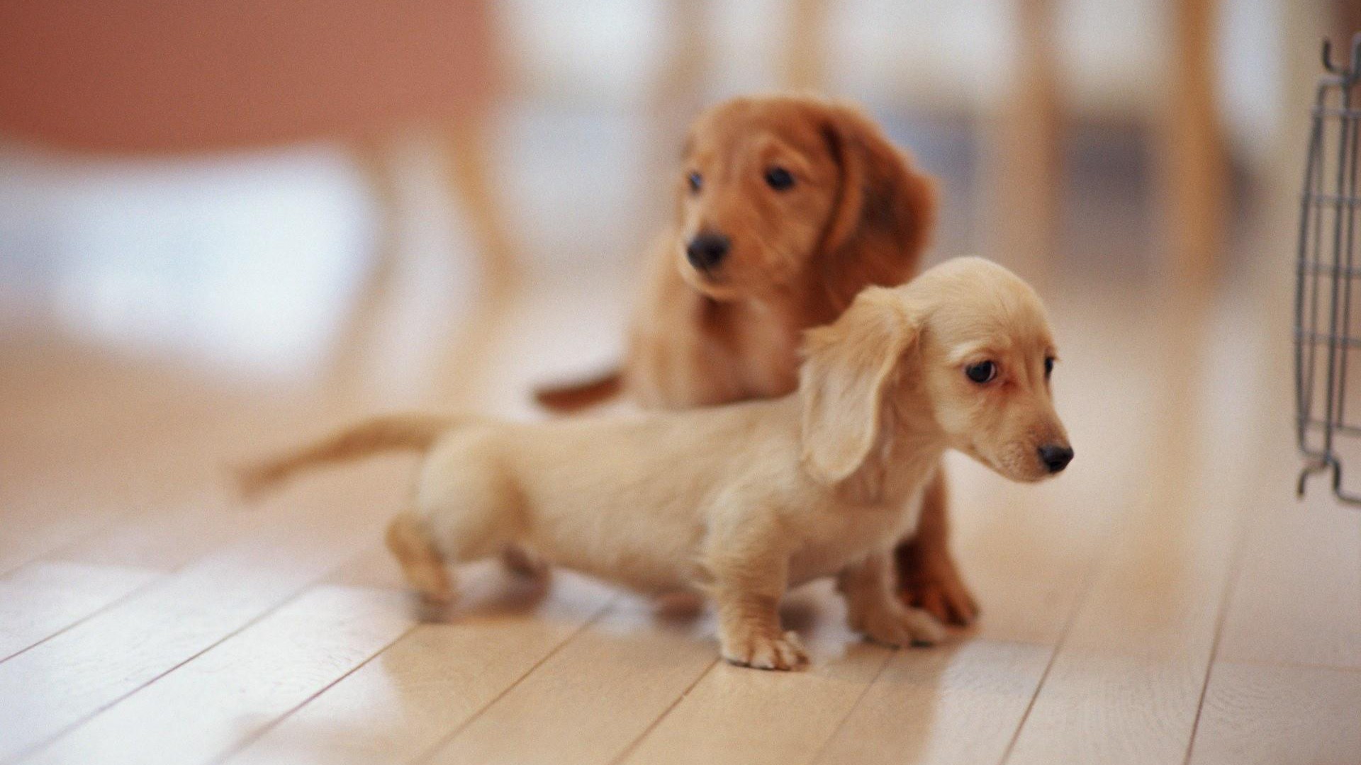 Cute Puppies Pictures Desktop Wallpaper 1920x1080