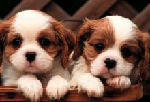 Cute Puppies Pictures Wallpaper