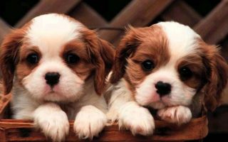 Cute Puppies Pictures Wallpaper Resolution 1920x1080