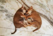 Cute Puppies Pictures Wallpaper For Desktop