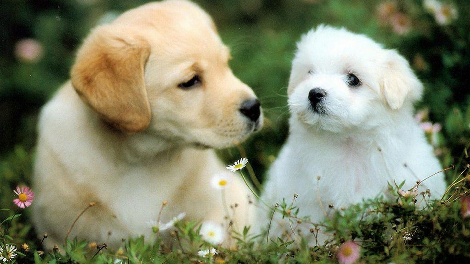 Cute Puppies Wallpaper Resolution 1920x1080