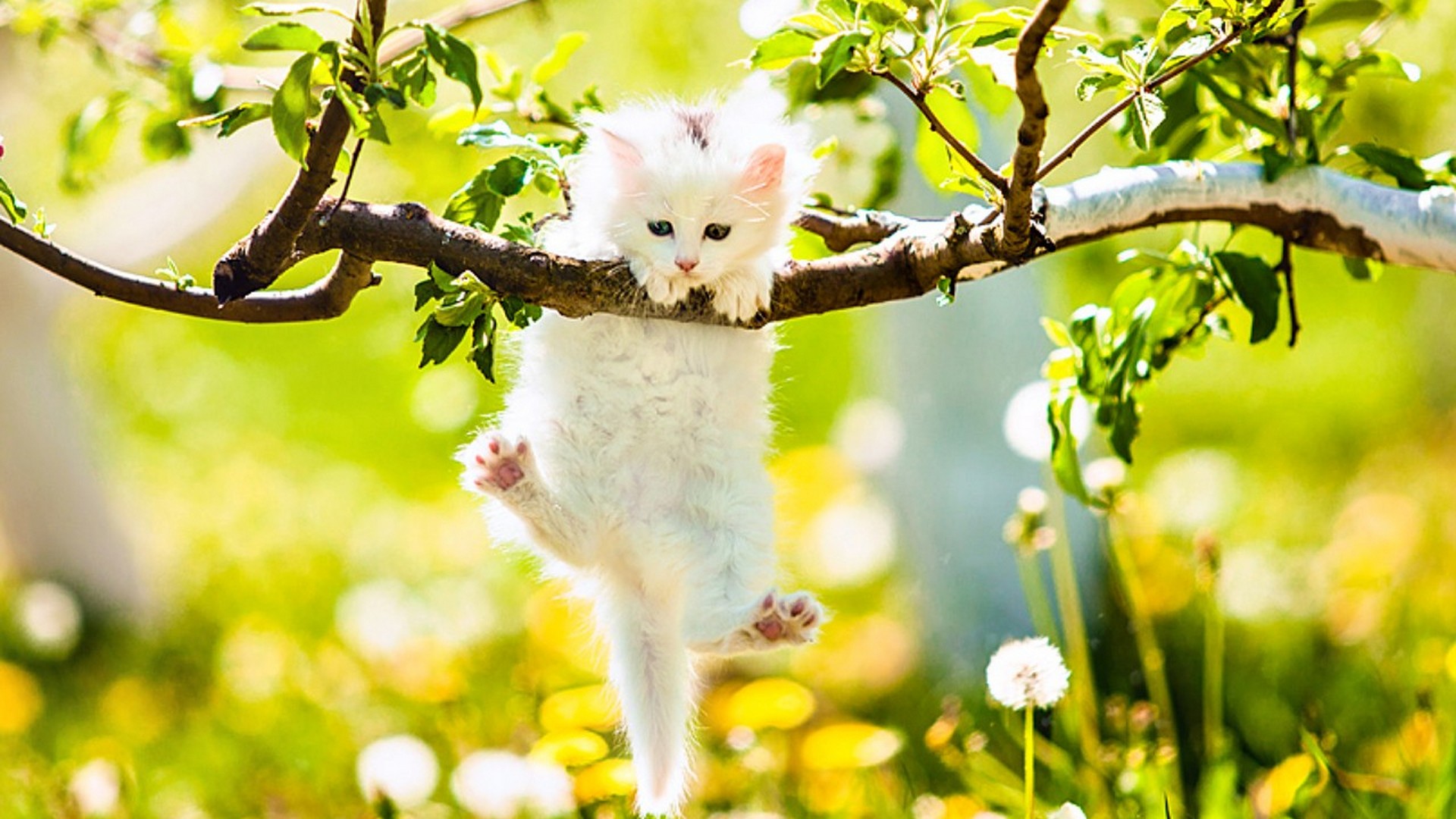 Cute Spring Desktop Wallpaper 1920x1080