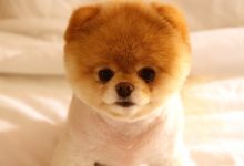Desktop Wallpaper Cute Puppies Pictures
