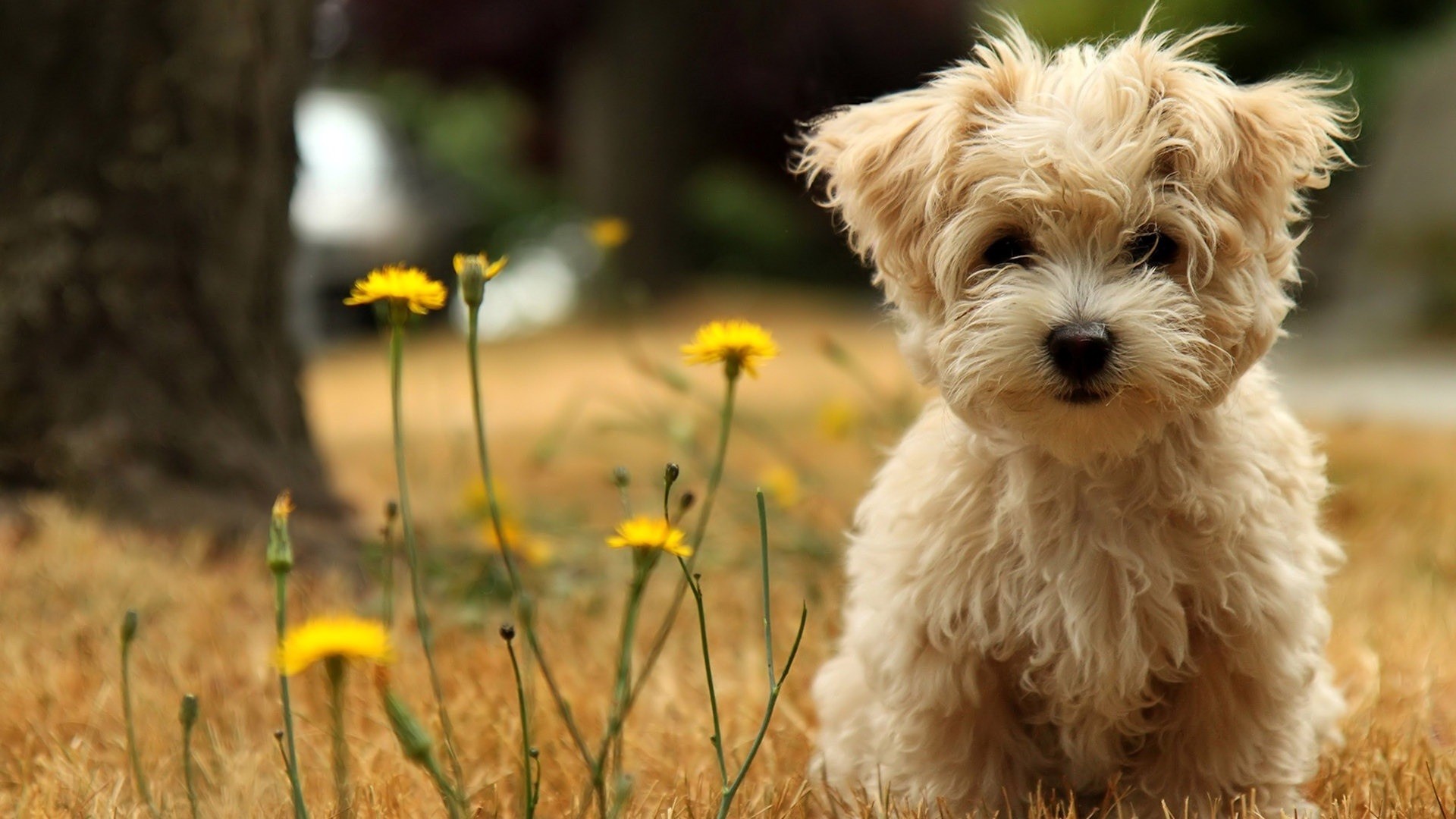 Desktop Wallpaper Puppies 1920x1080