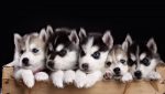 Funny Puppies Desktop Backgrounds HD 150x85 