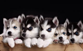 Funny Puppies Desktop Backgrounds HD Resolution 1920x1080