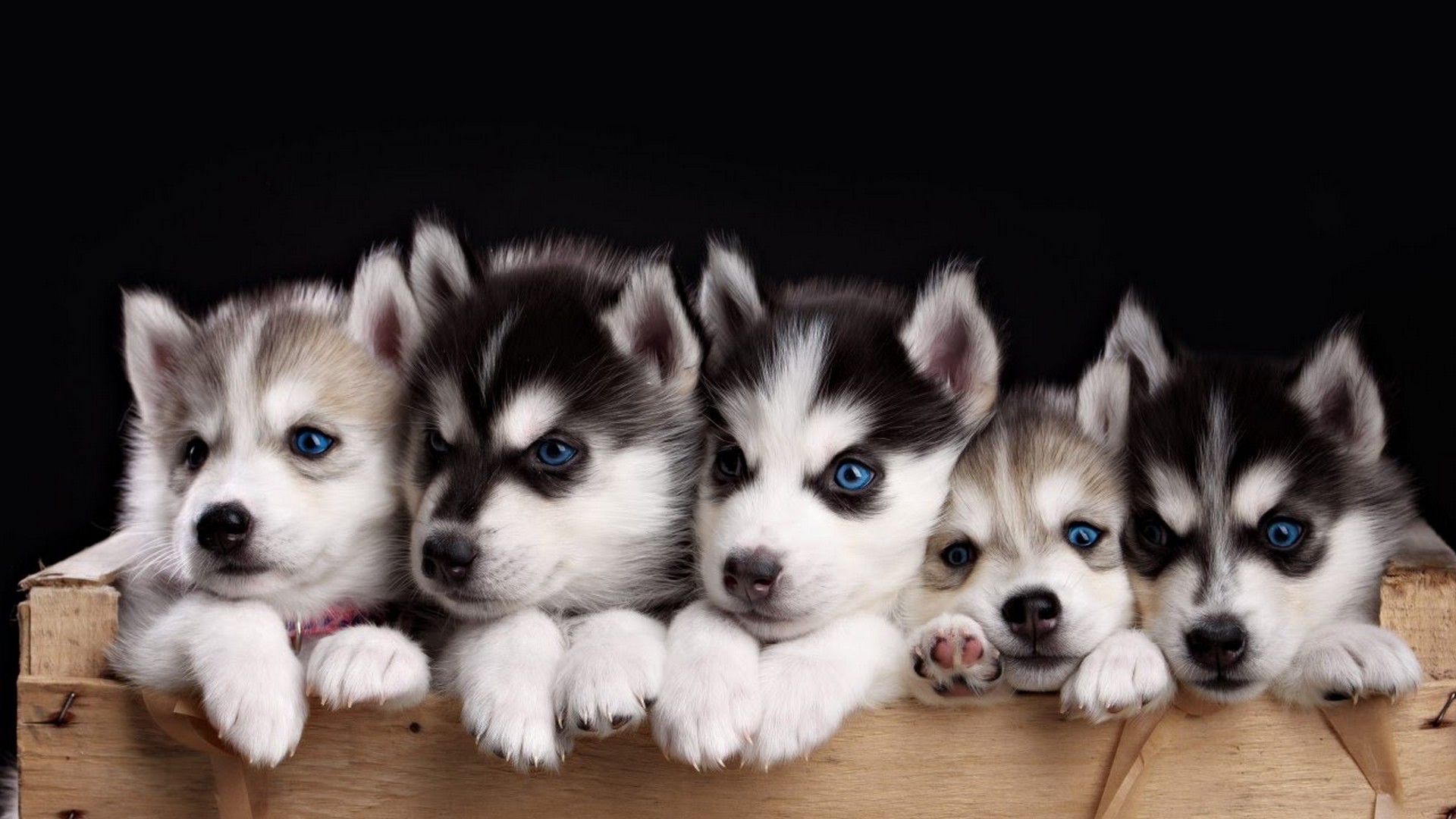 Funny Puppies Desktop Backgrounds HD Resolution 1920x1080